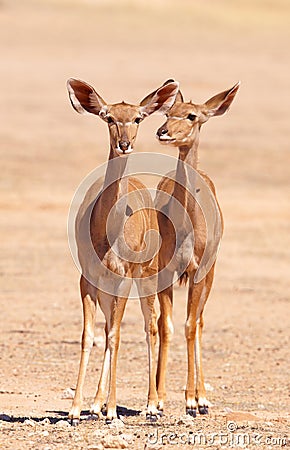 Group of Kudu (Tragelaphus Strepsiceros) Stock Photo