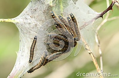 A group of Lackey Moth Caterpillar, Malacosoma neustria, resting on their web in a Bramble bush in spring in the UK. Stock Photo