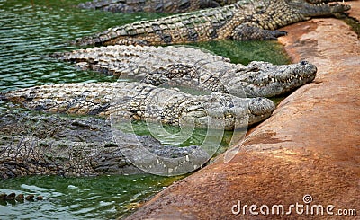 Group of large crocodiles resting Stock Photo