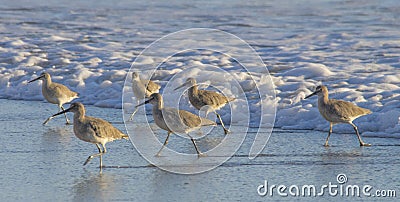 A group of large sandpipers walk along surf`s edge in California Stock Photo