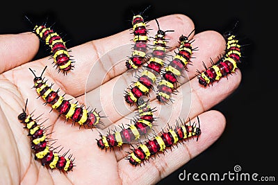 Group of last instar Leopard Lacewing Cethosia cyane caterpill Stock Photo