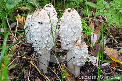 A group of Lawyer`s wig fungus Coprinus comatus, Zoetermeer, the netherlands Stock Photo