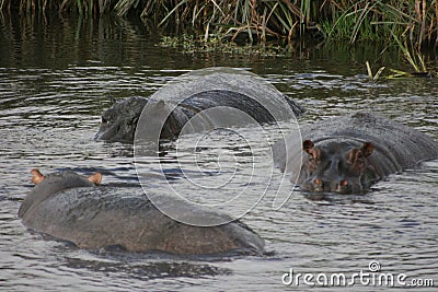 Group of Hippopotamus Hippopotamus amphibius playing in water in Ngorongoro Crater Tanzania Stock Photo