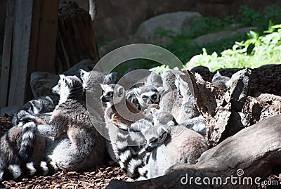 Group of lemurs communicating outdoor Stock Photo