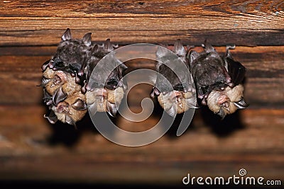 Group of lesser horseshoe bats Rhinolophus hipposideros Stock Photo