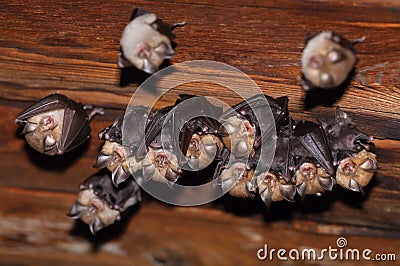 Group of lesser horseshoe bats Rhinolophus hipposideros Stock Photo