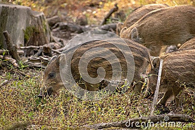 Group of light brown wild boar piglets eating grass in a forest Stock Photo