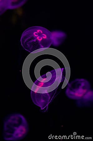 Group of light purple jellyfish. Stock Photo