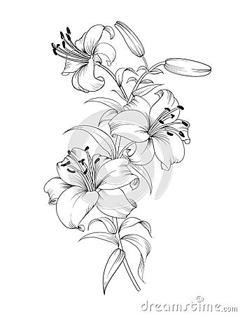 Group of lily flowers Vector Illustration