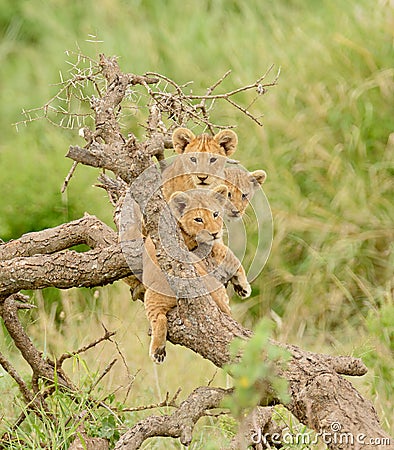 A group of lion cubs Stock Photo