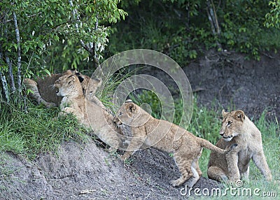 Group of lion cubs trying to climb rocks Stock Photo