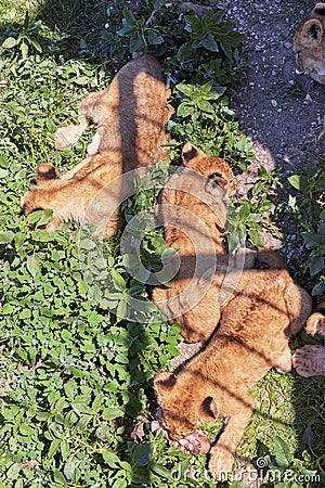 Group lion lying on grass. Paws holding a piece of meat. The view from the top Stock Photo