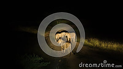Group of lions hunting Stock Photo