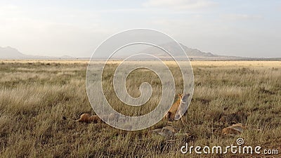 Savanna Field in summer season Stock Photo