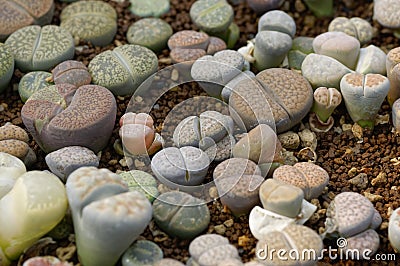 Group of lithops in planting material Stock Photo