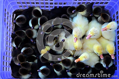 Group of little black and yellow ducklings in the basket Stock Photo