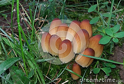 Group of little brown mushrooms known as mica cap, shiny cap, glistening inky cap. Stock Photo