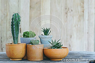 Group of little cactus pot plants on wooden wall background, succulent concept, copy space Stock Photo