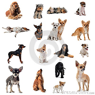 Group of little dogs Stock Photo