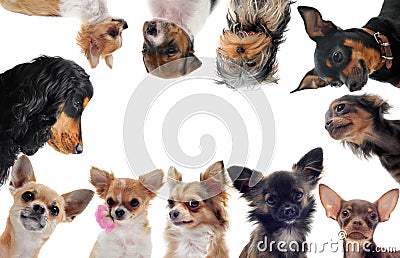 Group of little dogs Stock Photo