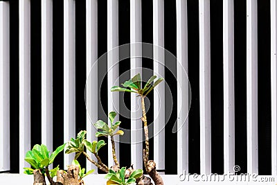 Group of little plants with black and white line on background Stock Photo