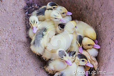 Group of little yellow ducklings Stock Photo