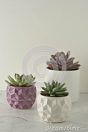 A group of live succulent plants on white, marble table. Copy space Stock Photo