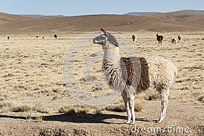 A group of llamas alpaca grazing in the highlands in the beautiful landscape of the Andes Mountains - Bolivia Stock Photo