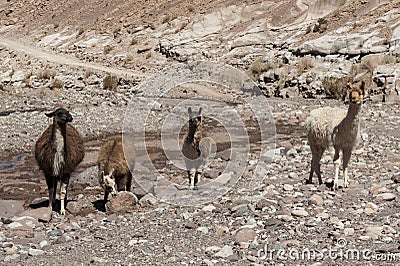 Group of llamas towards the Rainbow Valley Valle Arcoiris, in the Atacama Desert in Chile. Stock Photo