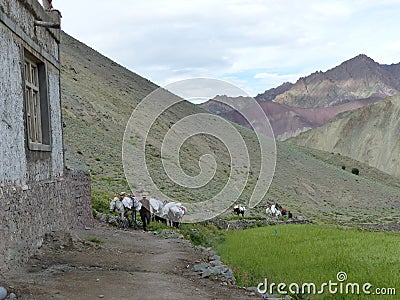 Group of loaded mules in the valley of Markha in Ladakh, India. Editorial Stock Photo