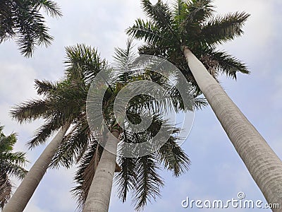 Group of long palm trees in Indian park Stock Photo