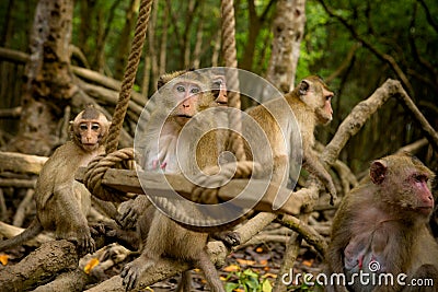 Group of macaque monkeys Stock Photo