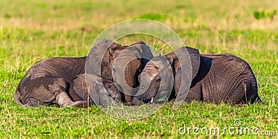 Majestic Giants Gathered in the Savannah Stock Photo