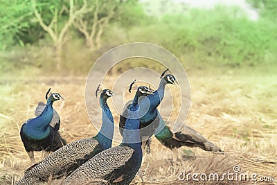 Group of majestic peacocks in the field Stock Photo