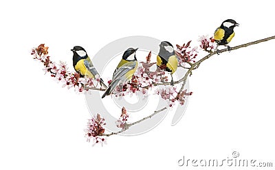 Group of Male great tits, Parus major, isolated Stock Photo