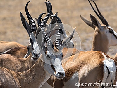 A group of male Impala Antelopes Aepyceros melampus in Nxai Pan National Park, Botswana Stock Photo