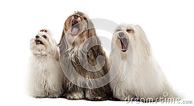 Group of Maltese dogs, yawning, sitting in a row Stock Photo