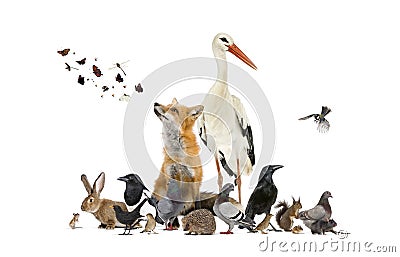 Group of many animals from european fauna park and garden, red fox Stock Photo