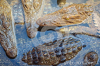 Group of many crocodiles are basking in the concrete pond. Crocodile farming for breeding and raising of crocodilians in order to Stock Photo