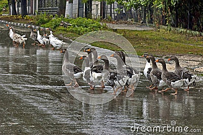 Group of many domestic ducks return in the rain Stock Photo