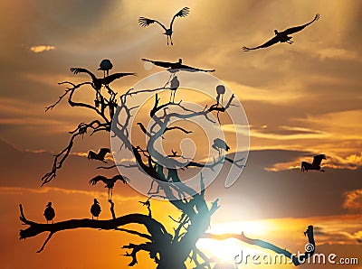 Marabou stork at sunset Stock Photo