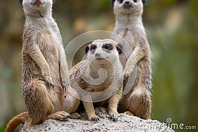 Group of Meerkat and stand on rock Stock Photo