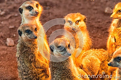 The Group Meerkat sunbathing Stock Photo