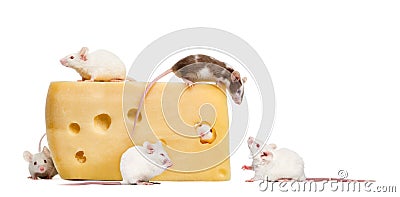 Group of mice around a piece of cheese Stock Photo