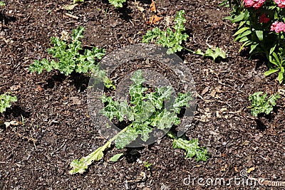 A group of Milk Thistle plants, Silybum Marianum, growing in a garden in Boerner Botanical Gardens Stock Photo