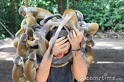 Group of monkeys assaulting a man Stock Photo