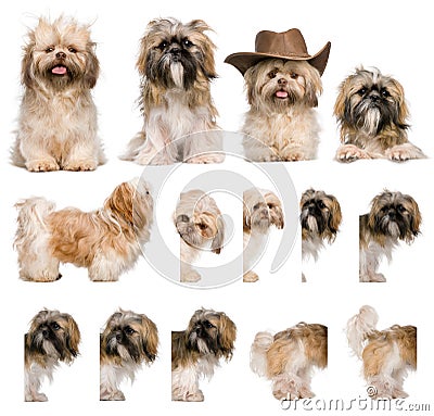 Group montage of shih Tzu, 3 years old Stock Photo