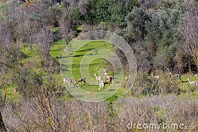 A group of Mountain gazelle Stock Photo