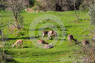 A group of Mountain gazelle in a park Stock Photo
