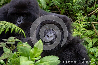 A group of mountain gorillas in the Volcanoes National Park, Rwanda Stock Photo